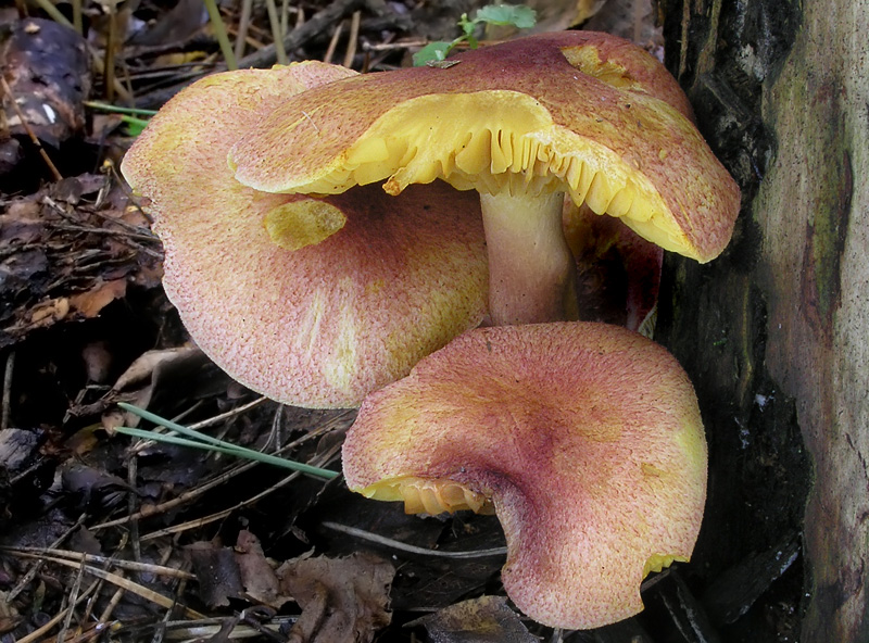 Tricholomopsis rutilans